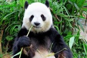 娱乐吃瓜酱功勋大熊猫,国宝传奇，熊猫界的明星风采